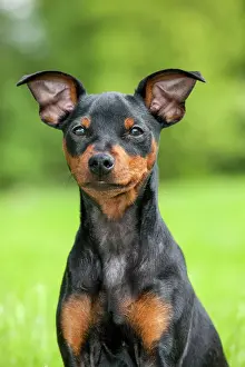 Pinschers: Dog - Miniature Pinscher