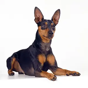 Ears: DOG - Miniature Pinscher