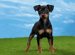 Pinscher: Dog - Miniature Pinscher Puppy