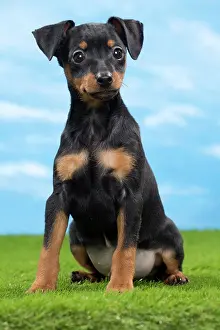 Pinscher: Dog - Miniature Pinscher Puppy