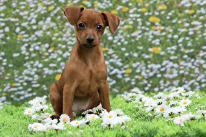 Pinscher: Dog - Miniature Pinscher Puppy
