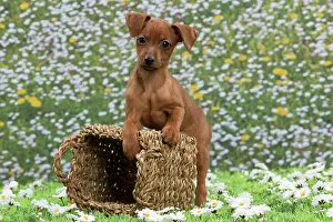 Pinscher: Dog - Miniature Pinscher Puppy