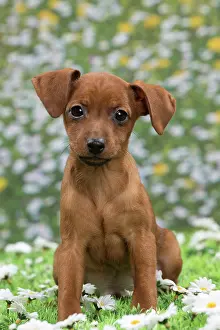 Pinscher: Dog - Miniature Pinscher Puppy