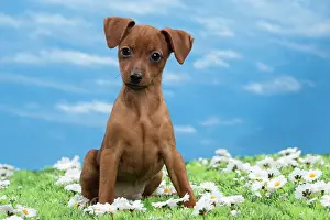 Pinscher: Dog - Miniature Pinscher Puppy