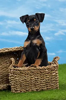 Pinscher: Dog - Miniature Pinscher Puppy - in basket