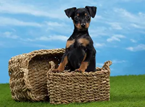 Pinscher: Dog - Miniature Pinscher Puppy - in basket
