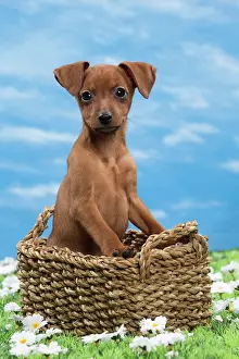 Pinscher: Dog - Miniature Pinscher Puppy - in basket