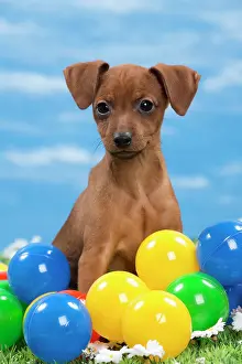Pinscher: Dog - Miniature Pinscher Puppy - with coloured balls
