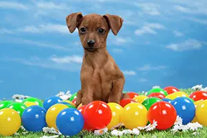 Pinscher: Dog - Miniature Pinscher Puppy - with coloured balls