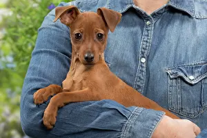 Pinschers: Dog - Miniature Pinscher puppy in owners arms