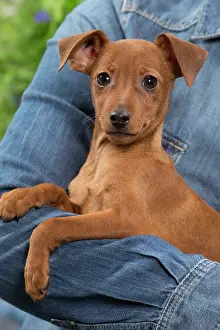 Pinschers: Dog - Miniature Pinscher puppy in owners arms