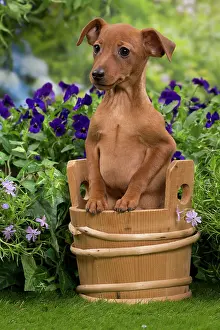 Pinschers: Dog - Miniature Pinscher puppy in wooden basket