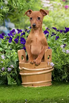 Pinschers: Dog - Miniature Pinscher puppy in wooden basket