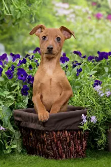 Pinschers: Dog - Miniature Pinscher puppy in wooden basket