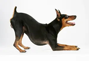 Bowing: DOG - Miniature Pinscher - Resting on front legs
