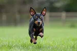 Pinscher: Dog - Miniature Pinscher running in garden