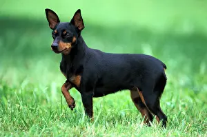 Pinschers: Dog - Miniature Pinscher standing alert in grass
