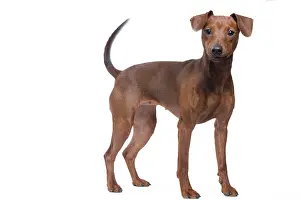 Pinschers: Dog - Miniature Pinscher in studio