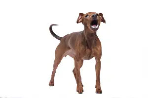 Pinschers: Dog - Miniature Pinscher in studio