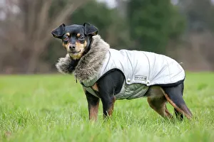 Pinscher: Dog - Miniature Pinscher wearing coat