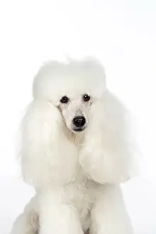Caniche: DOG. miniature Poodle
