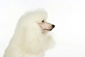 Caniche: DOG. miniature Poodle