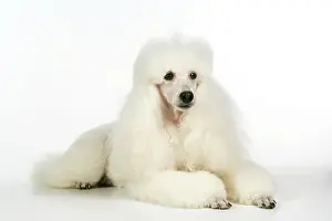 Caniche: DOG. miniature Poodle
