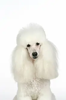 Caniche: DOG - Miniature Poodle