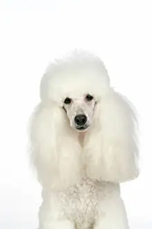 Caniche: DOG - Miniature Poodle