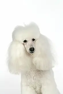 Caniche: DOG - Miniature Poodle