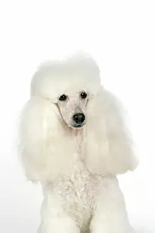 Caniche: DOG - Miniature Poodle