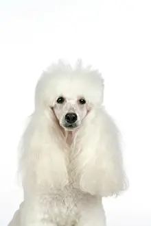Caniche: DOG - Miniature Poodle