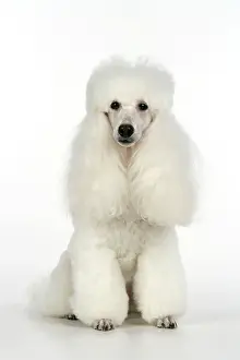 Caniche: DOG. miniature Poodle