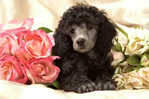 Caniche: Dog - Miniature Poodle