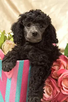 Caniche: Dog - Miniature Poodle