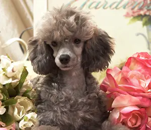 Caniche: Dog - Miniature Poodle