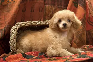 Caniche: Dog - Miniature Poodle - apricot