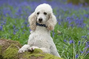 Poodles: Dog Miniature Poodle in a Bluebell wood