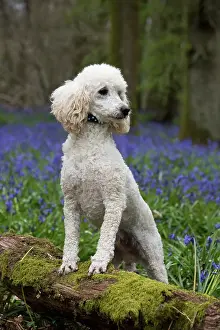 Poodles: Dog Miniature Poodle in a Bluebell wood