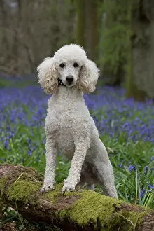 Poodles: Dog Miniature Poodle in a Bluebell wood