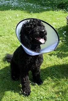 Caniche: Dog - Miniature Poodle with protective wimple