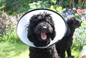 Caniche: Dog - Miniature Poodle with protective wimple