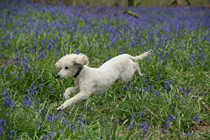 Poodles: Dog Miniature Poodle running in a Bluebell wood