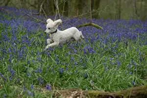 Poodles: Dog Miniature Poodle running in a Bluebell wood