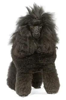 Caniche: Dog - Miniature Poodle in studio