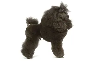 Caniche: Dog - Miniature Poodle in studio