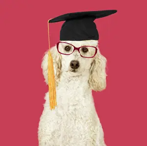 Spectacles: DOG. Miniature Poodle wearing glasses and student