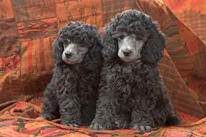 Caniche: Dog - Miniature Poodles
