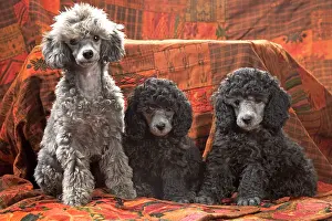 Caniche: Dog - Miniature Poodles