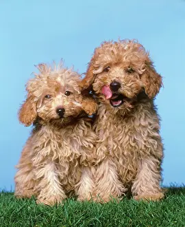 Caniche: Dog - Miniature POODLES / Barbone / Caniche